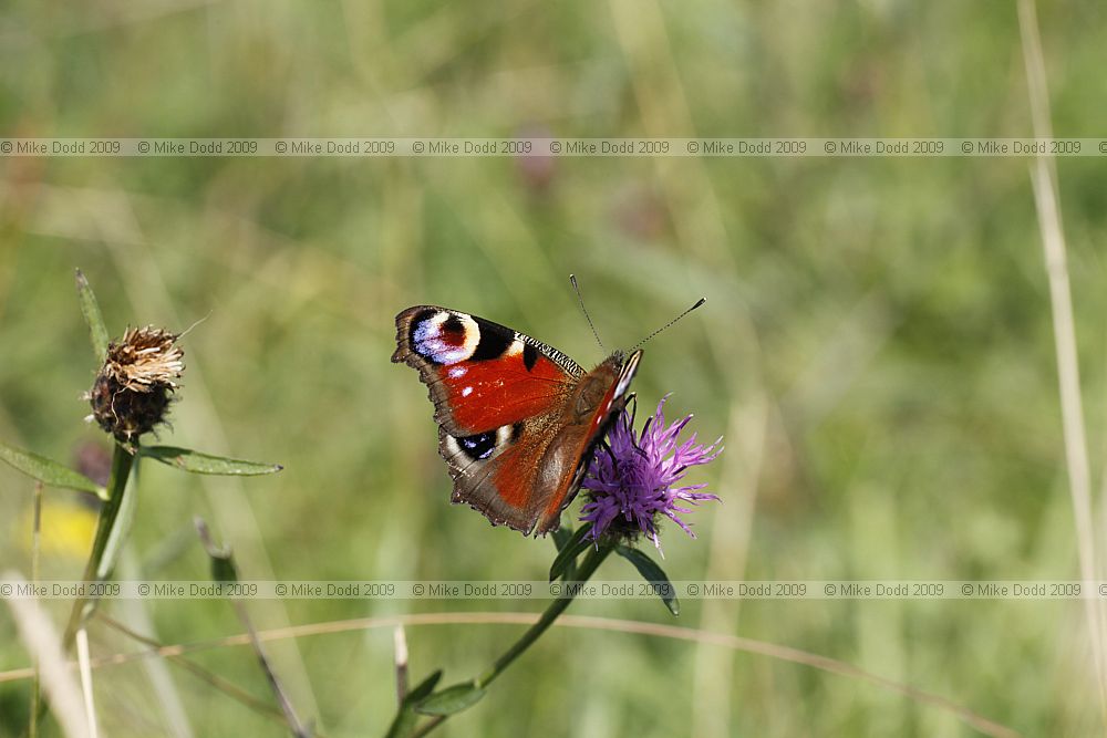 Inachis io Peacock butterfly