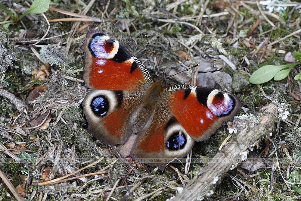 Inachis io Peacock butterfly