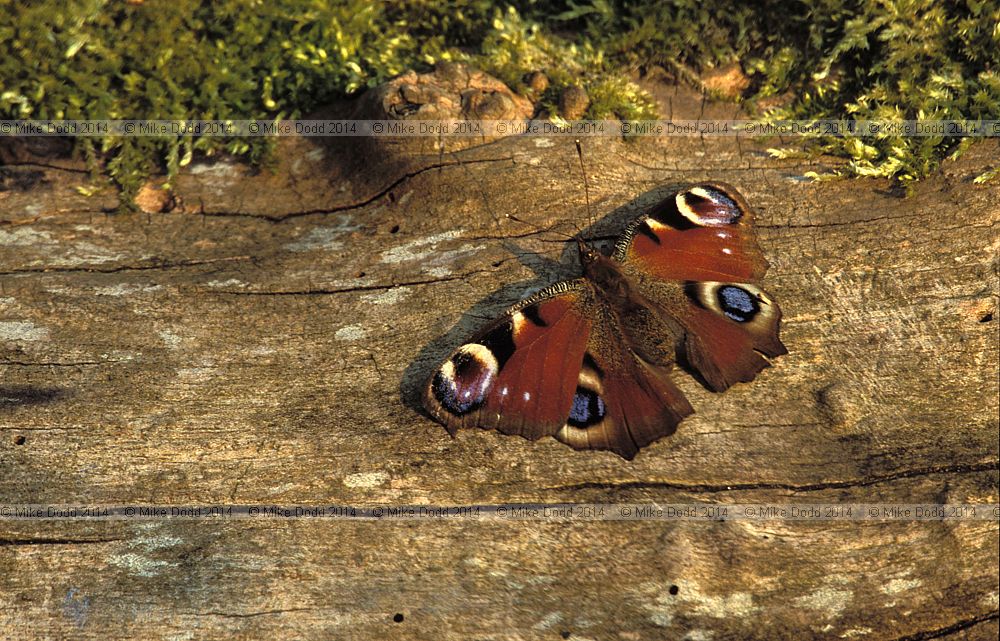 Inachis io Peacock butterfly