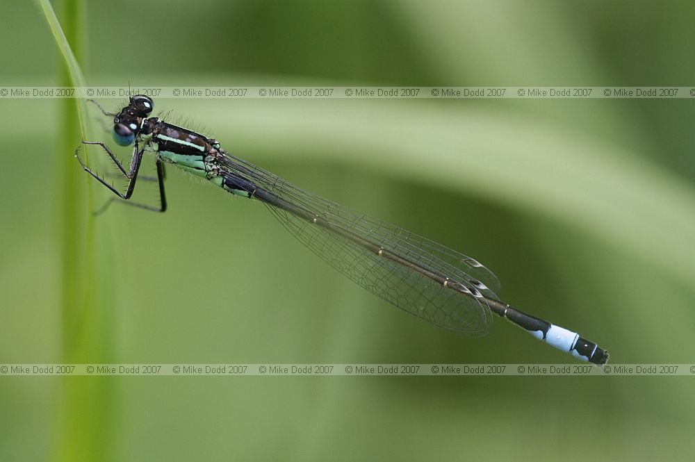 Ischnura elegans Blue-tailed Damselfly