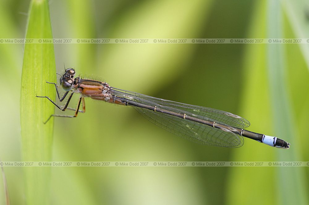 Ischnura elegans form rufescens Blue-tailed damselfly female