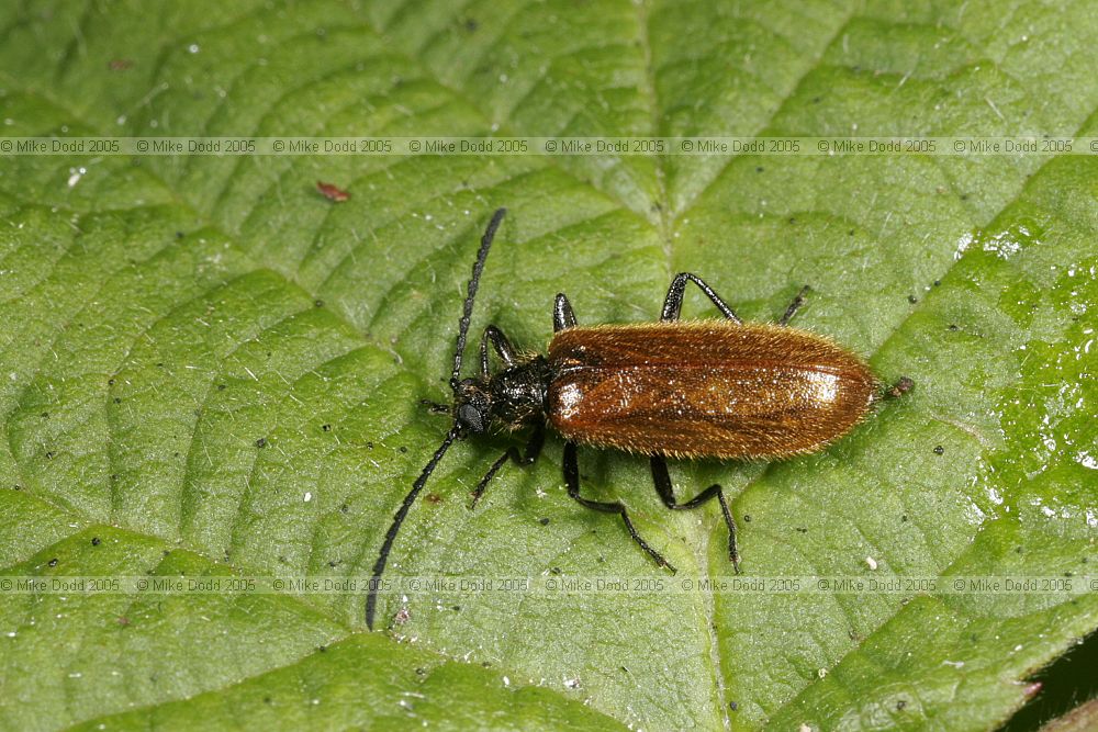 Isomira murina Tenebrionidae