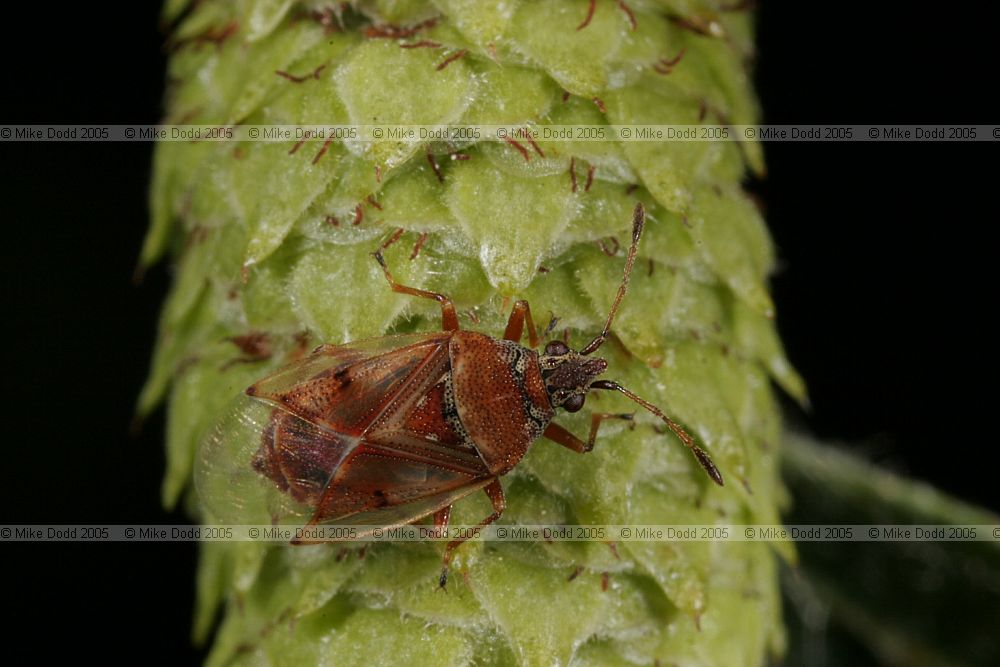 Kleidocerys resedae Birch Catkin Bug