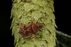 Kleidocerys resedae Birch Catkin Bug