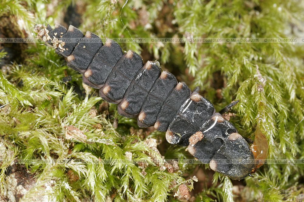 Lampyris noctiluca Glow-worm