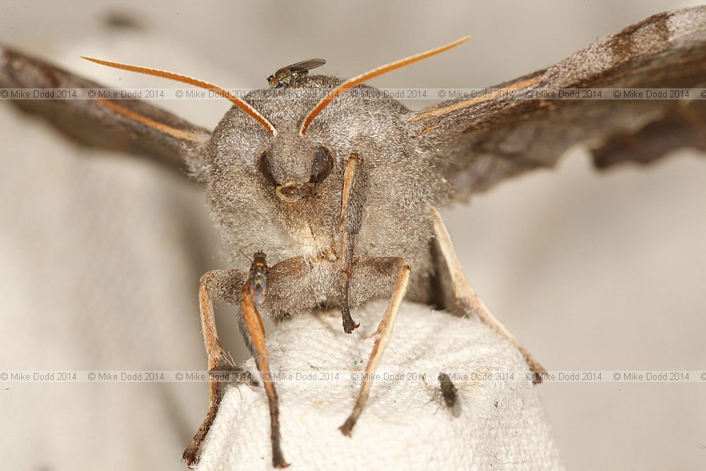 Laothoe populi Poplar Hawk-moth with Ephydridae shore flies
