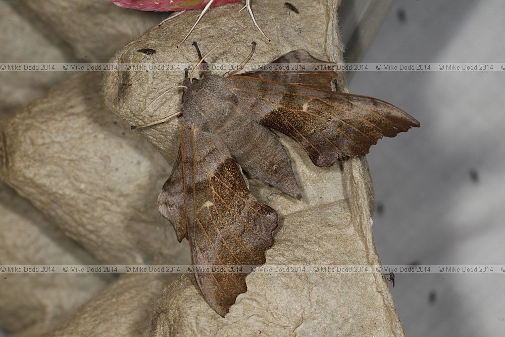 Laothoe populi Poplar Hawk-moth
