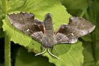 Laothoe populi Poplar hawk moth