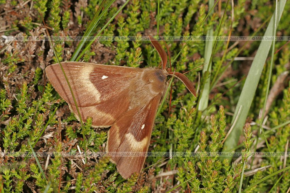 Lasiocampa quercus Oak eggar