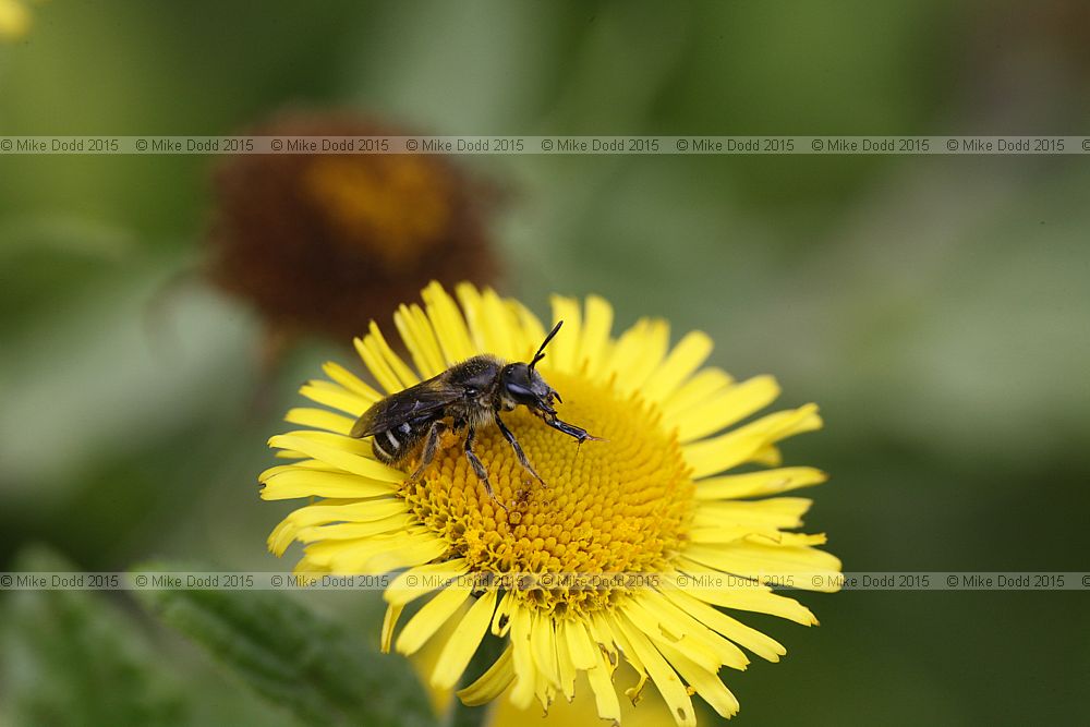 Lasioglossum Bee species