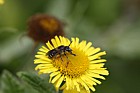 Lasioglossum Bee species