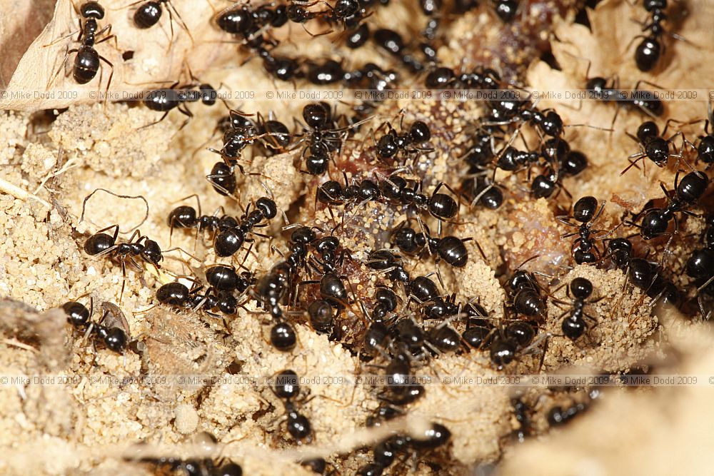 Lasius fuliginosus