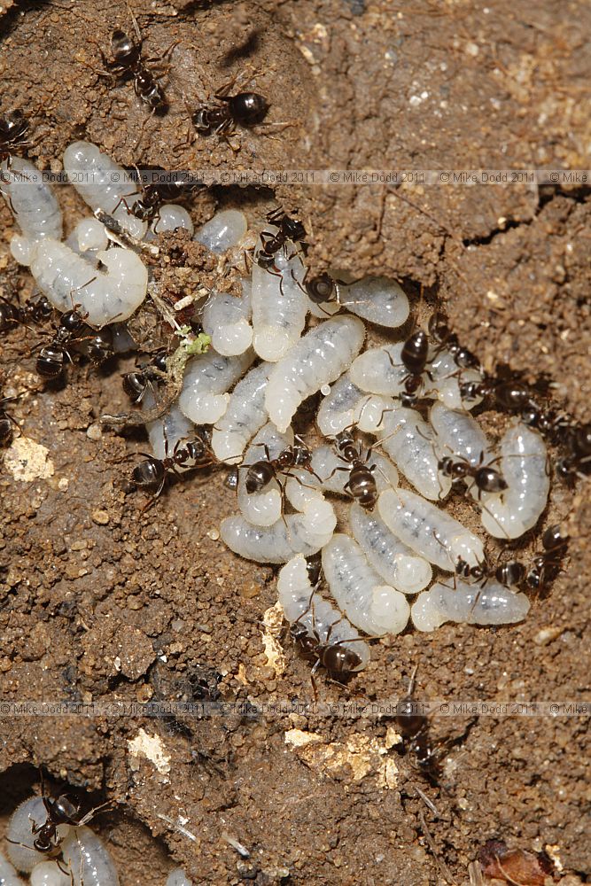 Lasius niger/platythorax A Black Garden Ant