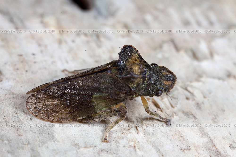 Ledra aurita Leafhopper