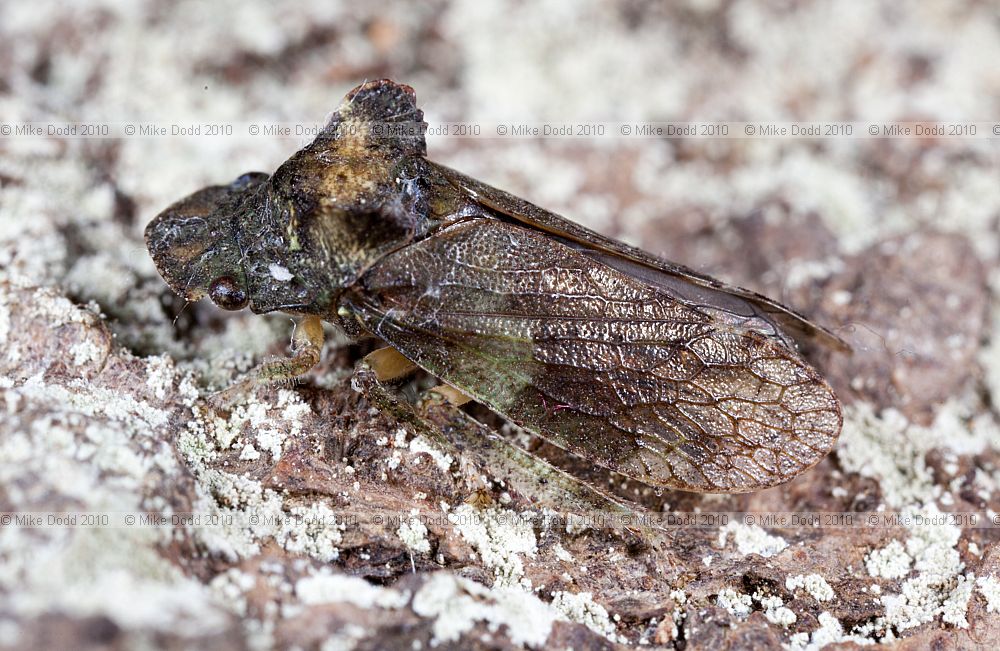 Ledra aurita Leafhopper