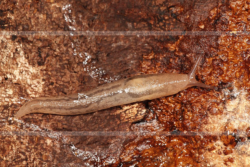 Lehmannia valentiana Greenhouse Slug