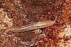 Lehmannia valentiana Greenhouse Slug