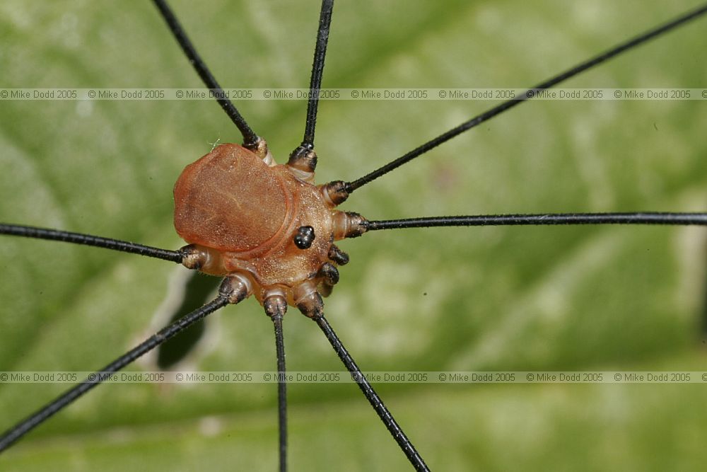 Leiobunum rotundum