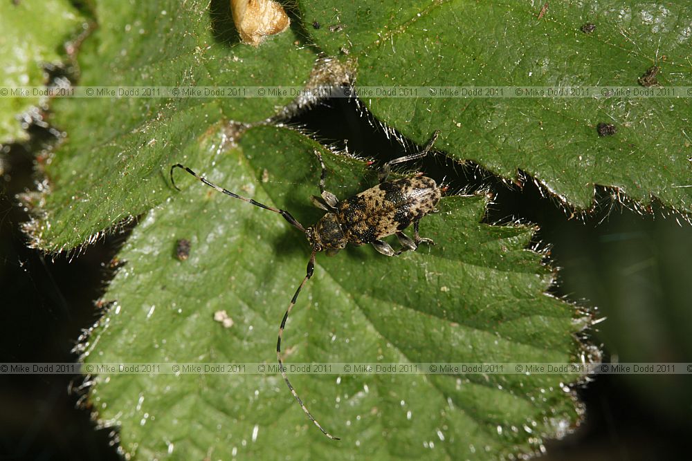 Leiopus nebulosus Black-clouded longhorn beetle