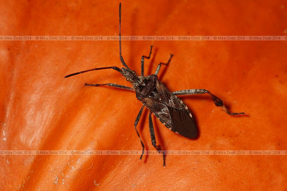 Leptoglossus occidentalis Western Conifer Seed Bug