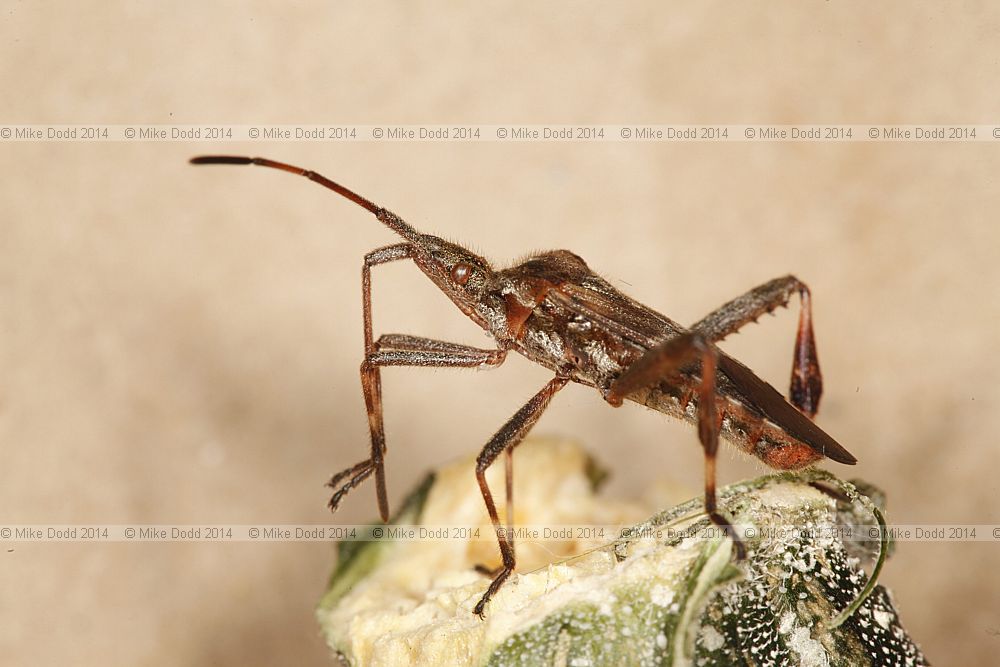 Leptoglossus occidentalis Western Conifer Seed Bug