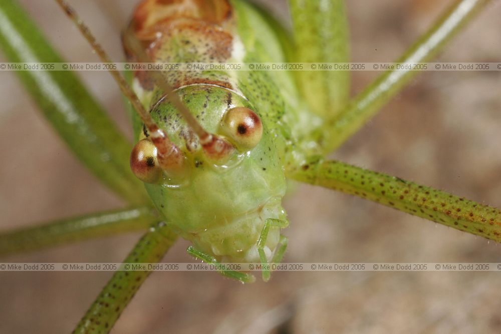 Leptophyes punctatissima Speckled bush-cricket