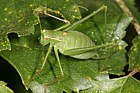 Leptophyes punctatissima Speckled bush-cricket