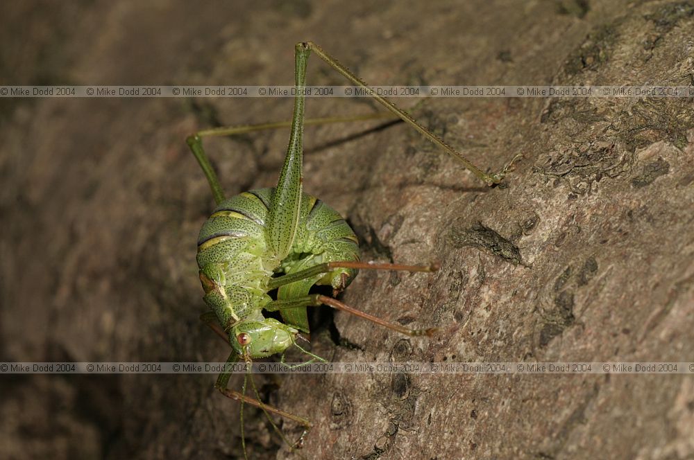 Leptophyes punctatissima Speckled bush cricket female