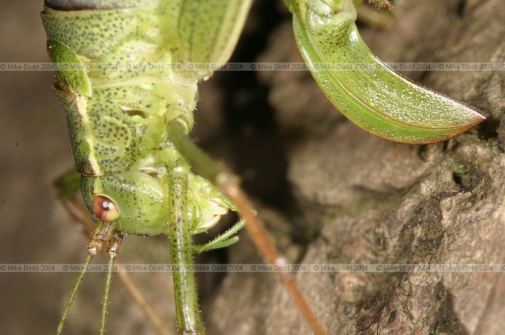 Leptophyes punctatissima Speckled bush cricket female