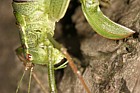 Leptophyes punctatissima Speckled bush cricket female