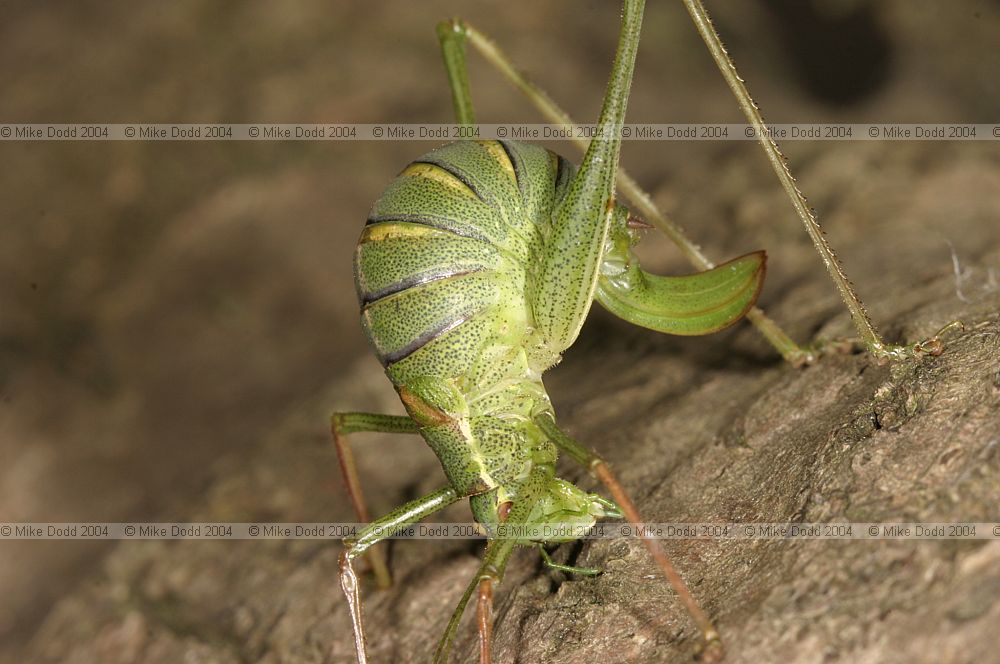 Leptophyes punctatissima Speckled bush cricket female