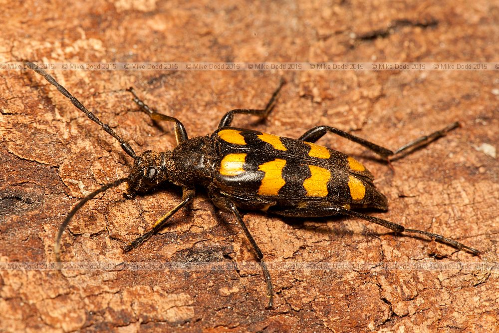 Leptura quadrifasciata Four-banded Longhorn Beetle
