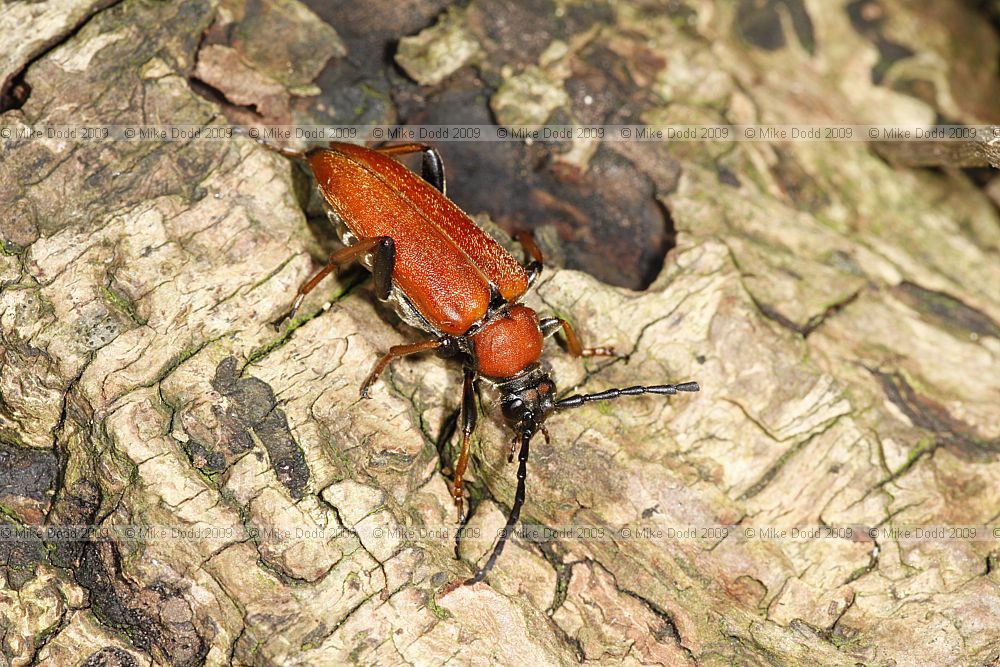 Leptura rubra