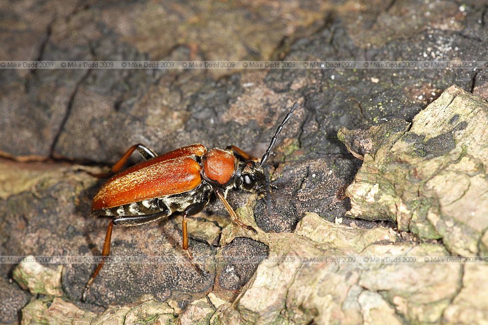 Leptura rubra