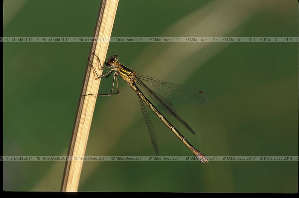 Lestes sponsa Emerald damselfly female