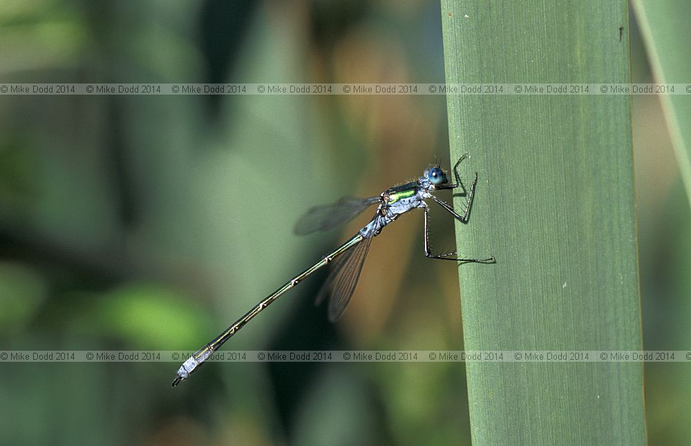 Lestes sponsa Emerald damselfly