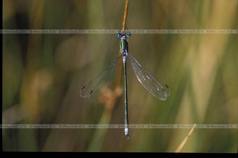 Lestes sponsa Emerald damselfly