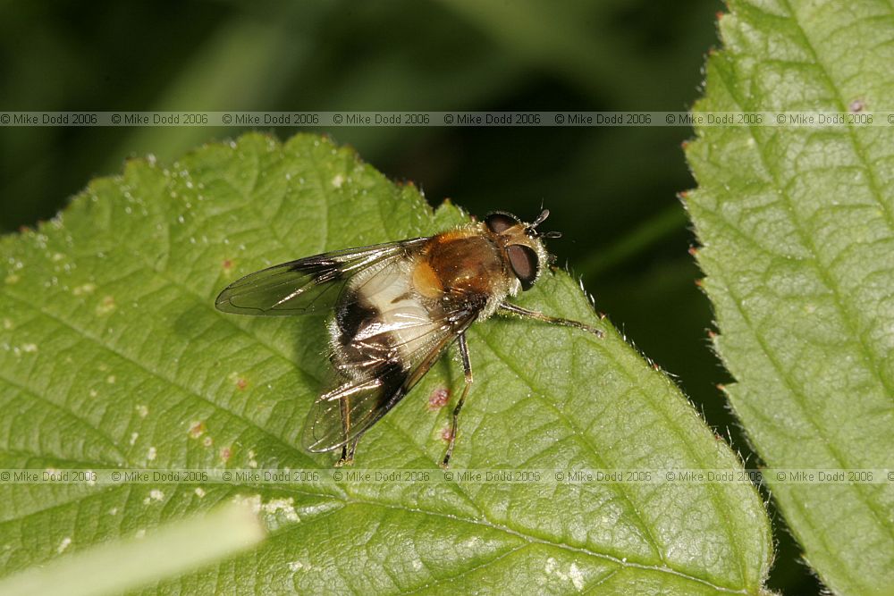 Leucozona lucorum hover-fly