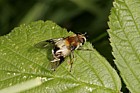 Leucozona lucorum hover-fly