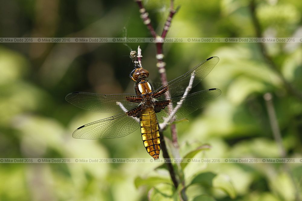 Libellula depressa Broad-bodied chaser