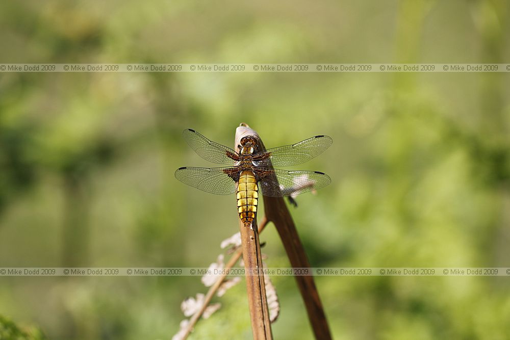 Libellula depressa Broad-bodied Chaser