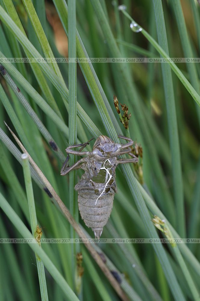 Libellula exuvia