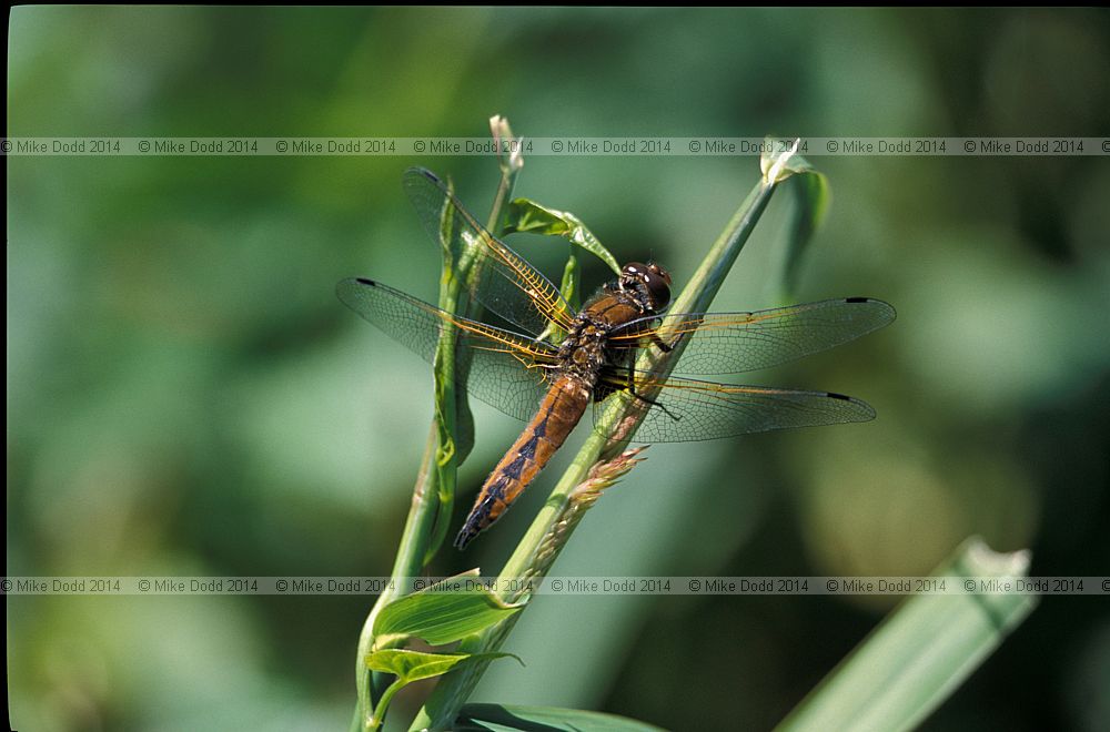 Libellula fulva Scarce chaser dragonfly female