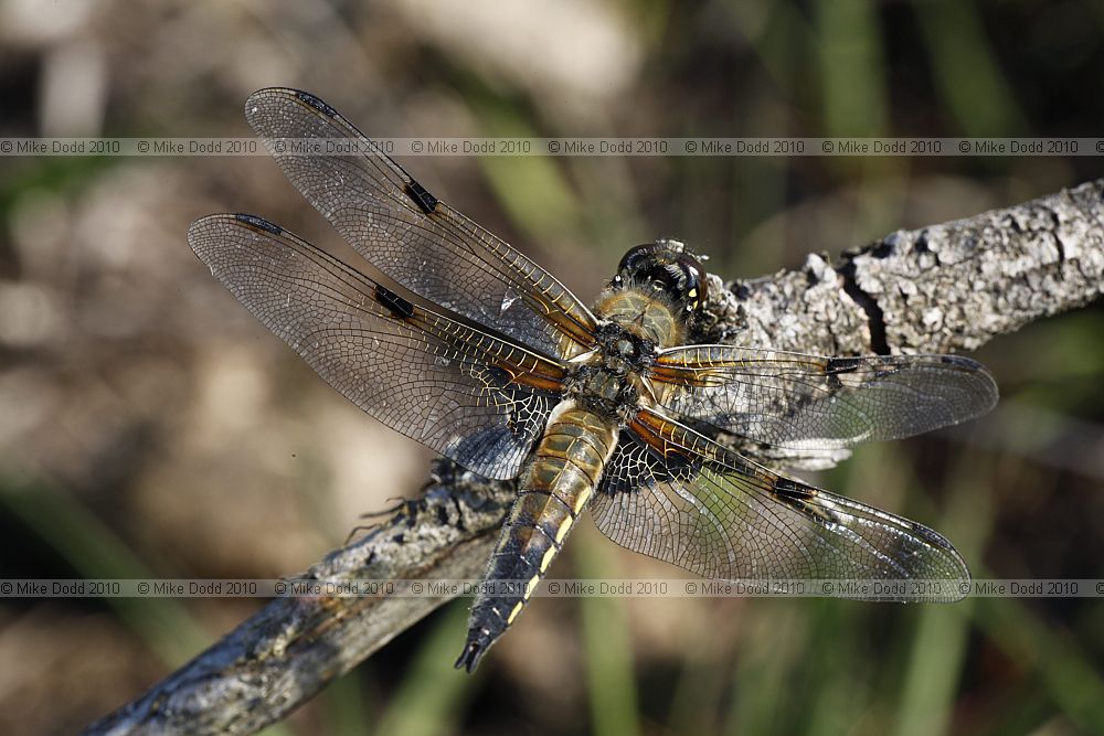 Libellula quadrimaculata Four-spotted Chaser