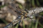 Libellula quadrimaculata Four-spotted Chaser