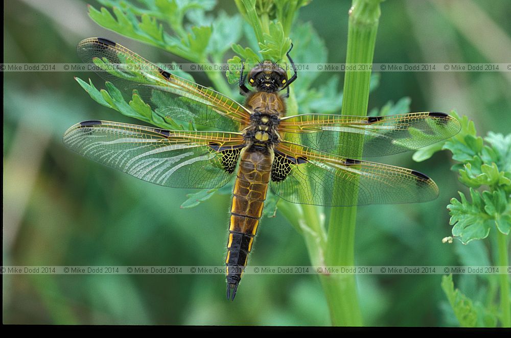 Libellula quadrimaculata Four spotted chaser dragonfly