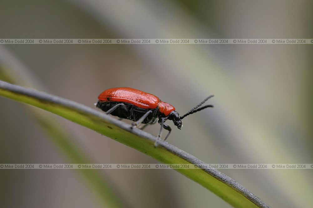 Liloceris lilii Lily beetle a pest of lilies