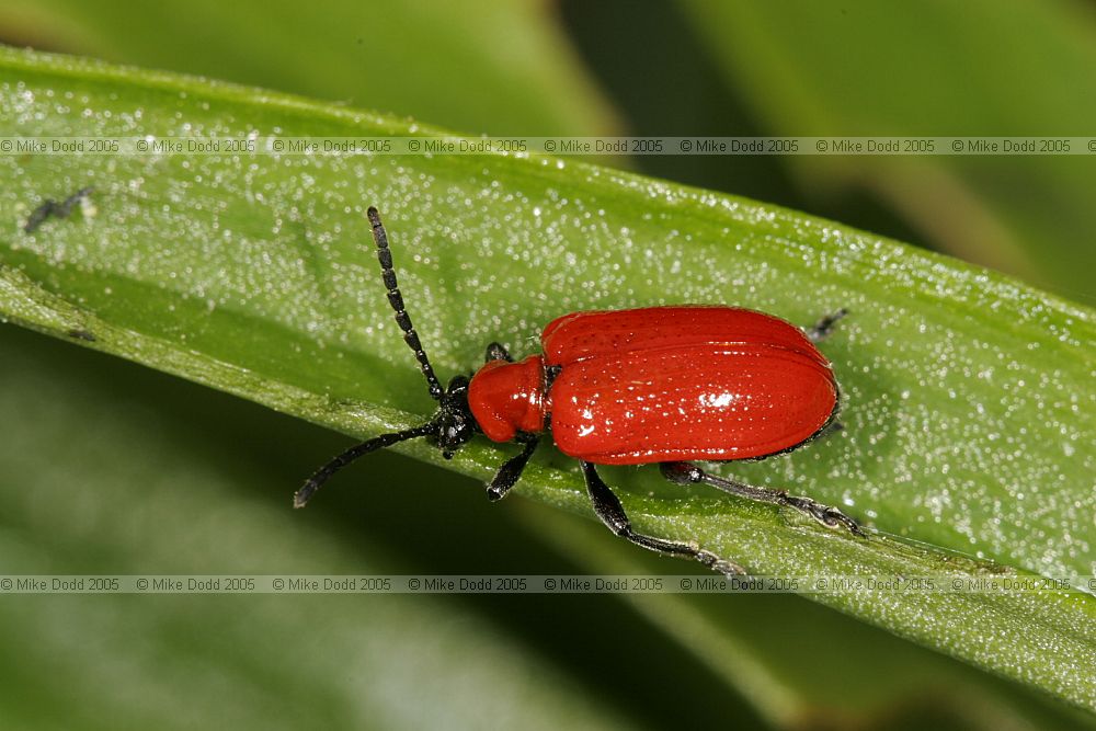 Liloceris lilii Lily beetle