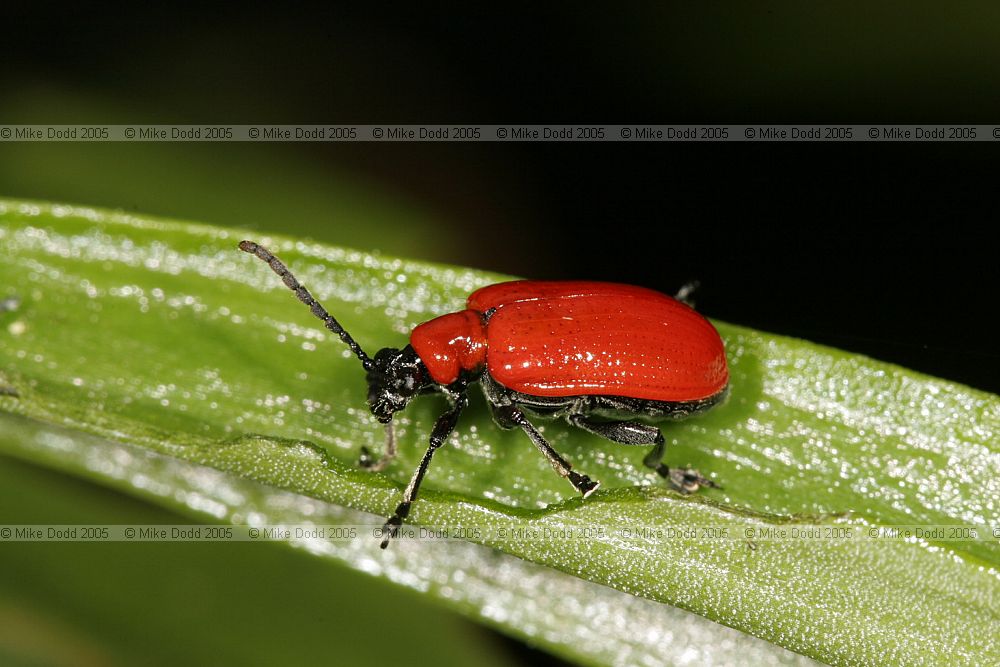 Liloceris lilii Lily beetle