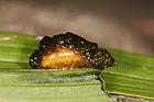 Liloceris lilii Lily beetle larva covered in frass to deter predators
